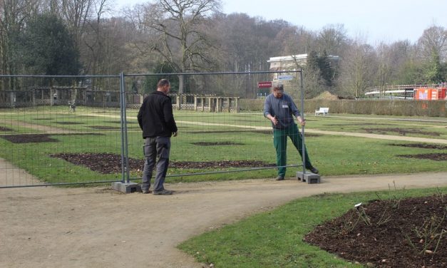 De rozentuin van het Rivierenhof wordt vernieuwd