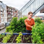 Haal gratis zaad van de goudsbloem in je zadenbib